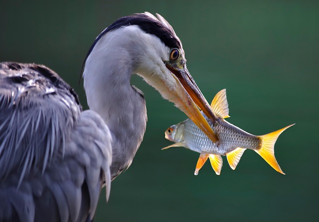 fishing